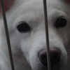ワンちゃん保護、無事　家に！