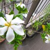 台風過ぎて、クチナシの花咲く