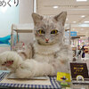 名古屋タカシマヤの味めぐり会場で大きな猫さんに遭遇