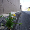 散歩写真