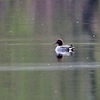 ミズバショウと池の鳥