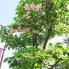 ５月１３日店景色　千葉県船橋市　北習志野ウツワヤマワ