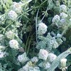 奥社の森　探検秘話…