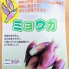 「ミョウガ」を半水耕栽培しています。スーパーで売っているミョウガは芽ではなく、実は花穂なのです