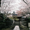 三井寺の桜