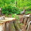 養命酒健康の森～生薬のリース作り