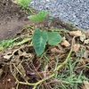 自然栽培で里芋ときゅうりを植える。
