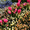 ２０２１／０４／１１　北総 花の丘公園