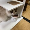久しぶりにたくさん追いかけっこしてふくちゃんと遊んだこと、そしてけんちゃんの不思議な夢を見たこと