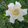 今季二度目咲きの「くちなし(gardenia)の花」の枝に、大きな害虫が！