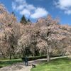 レキシントンでお花見「Lexington Cemetery」