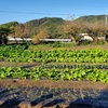 玉ねぎ🧅植え２日目