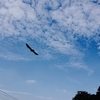 里山で秋らしい風景と野鳥を撮影