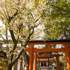 武信稲荷神社の桜景