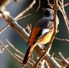 日本　自宅周辺の野鳥たち