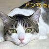 みなねこの会より可愛い保護猫さん参加予定♡ 2/18(日)保護猫譲渡会