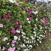 市営公園のツツジ20240501