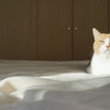 猫が、私を変えた