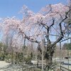 地元の枝垂れ桜