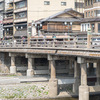 京都鴨川・桜と鳥たち