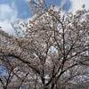 京都 無鄰菴 紅葉 ライトアップ ２０２２年は？