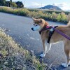 頼もしい警備犬