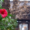 京都・三条京阪 - 大寒の日 檀王法林寺の椿