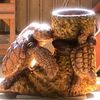 注文品　ウミガメ傘立て