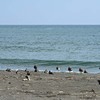 海を見るダイゼン