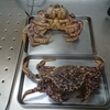 今日の晩ごはん　クリガニ