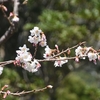 千尋の滝の桜、八分咲き。メジロと蜜蜂群れてます。