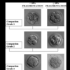 採卵3日目のコンパクション胚は着床する可能性が高い？（体外受精の胚移植, 桑実胚, 研究）