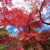 京都府立植物園。紅葉がまだ綺麗。バラ。イカル、エナガ、メジロ、コゲラ、ヤマガラ、ヒヨドリ。