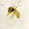 触れ合い