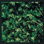 悲しみの果て 1996年 エレファントカシマシ 音楽ソムリエ 悲しみの果て 1996年 エレファントカシマシ 音楽ソムリエ