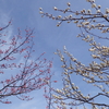【2025年2月24日（月）から3月2日（日）のメッセージ】