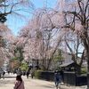 角館の桜