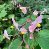 シュカイドウ満開　高尾山野草園