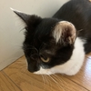 🎊9/23白黒🐼猫ちゃん、ウチに来て丸➂年🎊