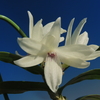 Dendrobium ceraula (White Type)