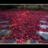 庭園の紅葉