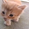 「うちの子になにしてるの！」子猫を撮影中、咥えて連れて行ってしまう親猫の動画