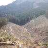 鞍掛山の林業の作業道
