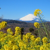 吾妻山公園の菜の花と富士山2024.1.25