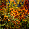 【中央アルプス】恵那山、黄葉に包まれる樹林の百名山、極楽浄土の色に染め上げられた紅葉の旅