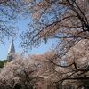 東京・新宿御苑での桜散歩　満開（ソメイヨシノは桜舞い始め）