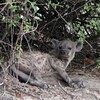 ブチハイエナ(Spotted Hyaena)