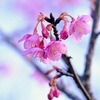 河津桜が満開との春の便りが・・お金の世界にも春が来ているようで・・