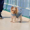 関西から北海道へ！愛犬🐾と楽しむ「新日本海フェリー　けやき」新造船の船旅