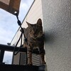 愛は地球を救うのか？